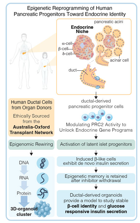 Epigenetic reprogramming