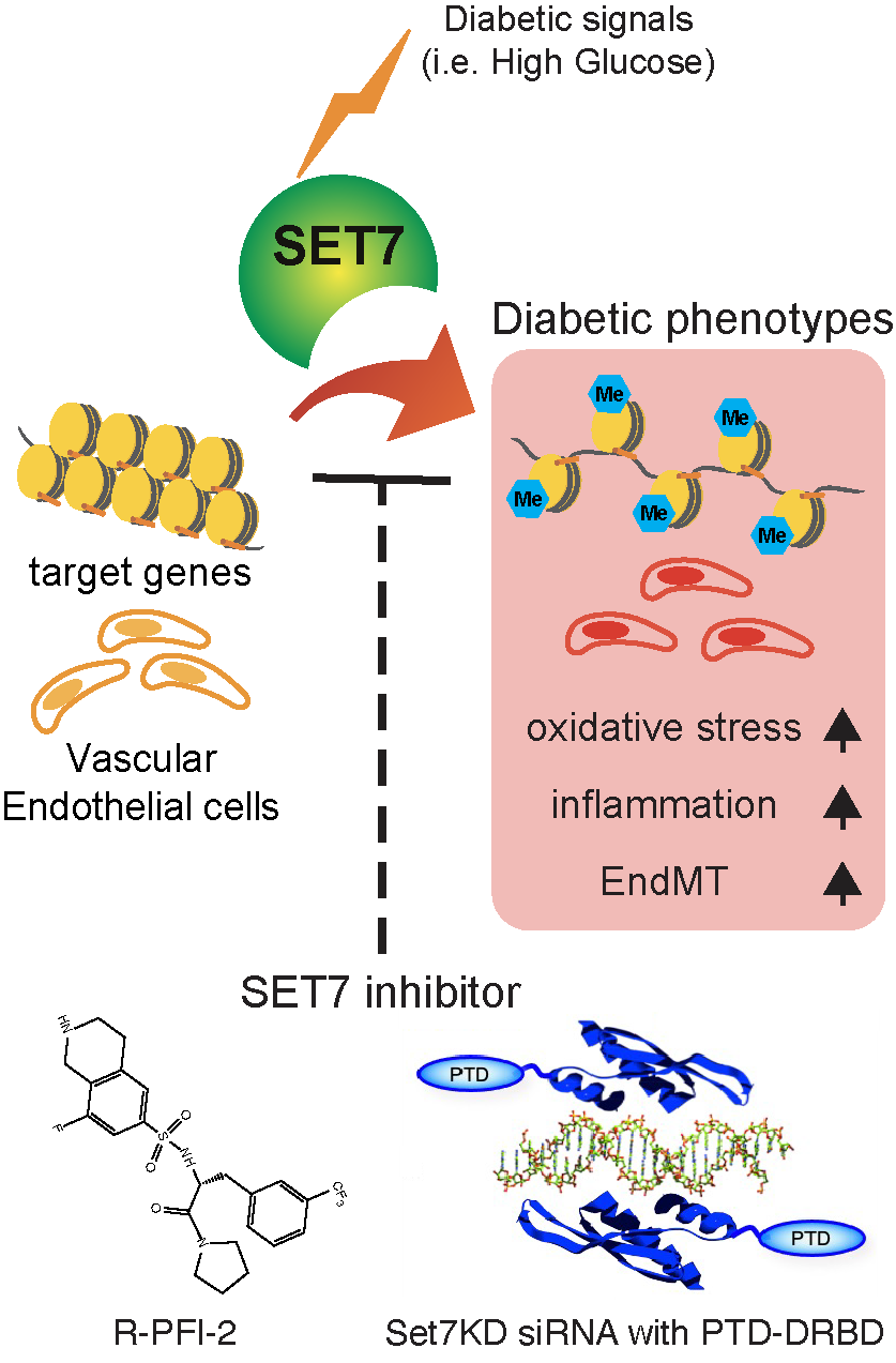 Targeting Set7 lysine methyltransferase