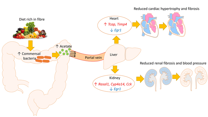 Fibre in diet